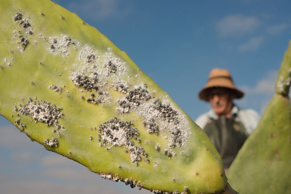 Cochineal  (La cochinilla)