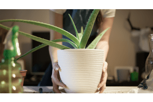 Aloe vera im Topf. Praktische Tipps