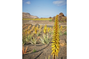 Fleur d'aloe vera