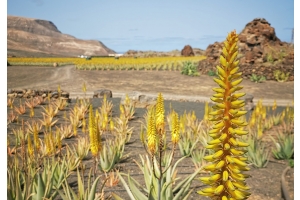 Flor de Aloe vera