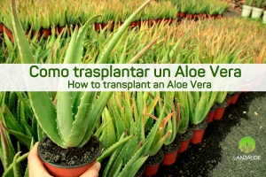 Comment transplanter un Aloe vera
