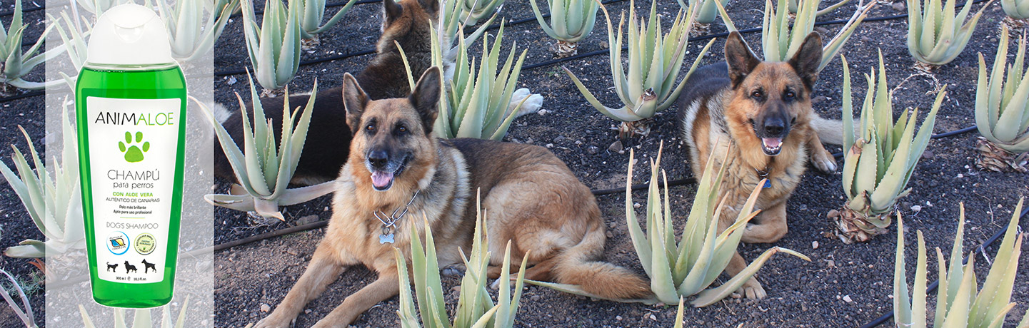 Animaloe Animaloe