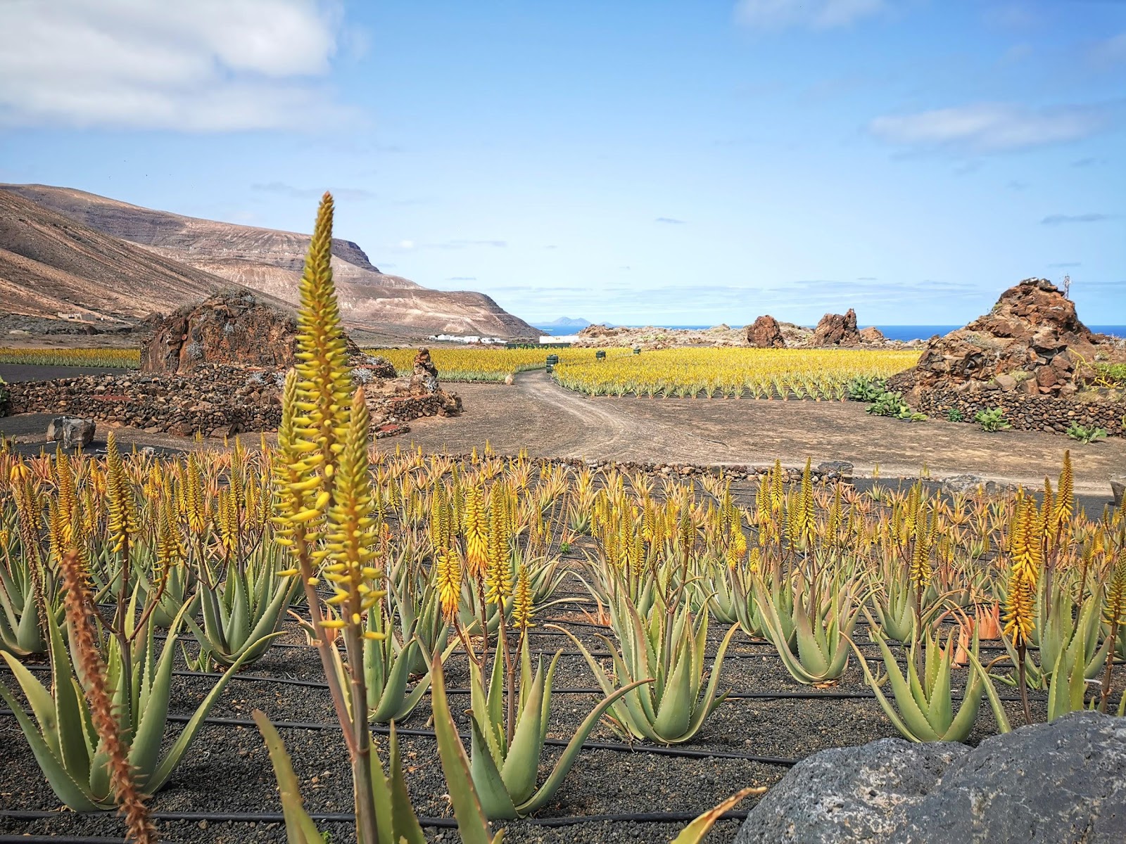 Aloe
