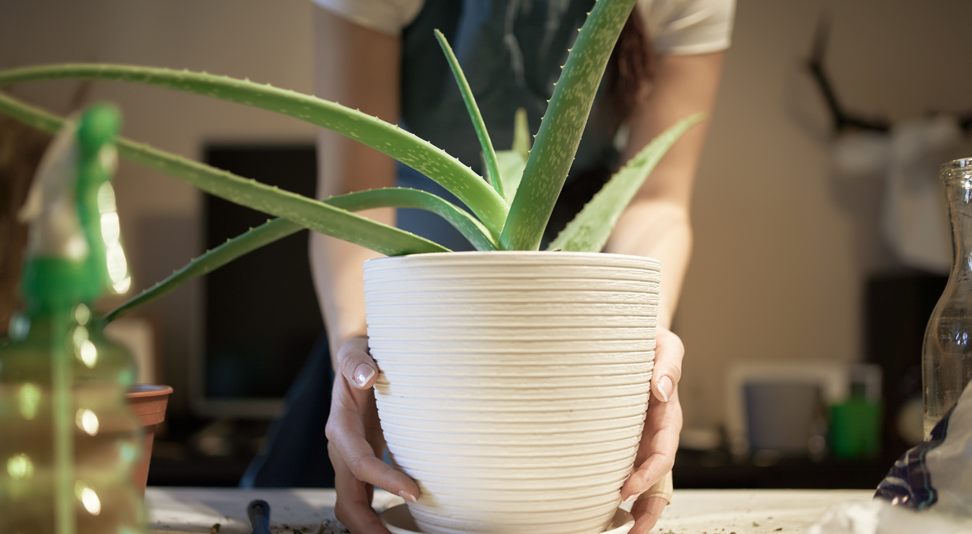 Aloe vera in a pot. Practical tips