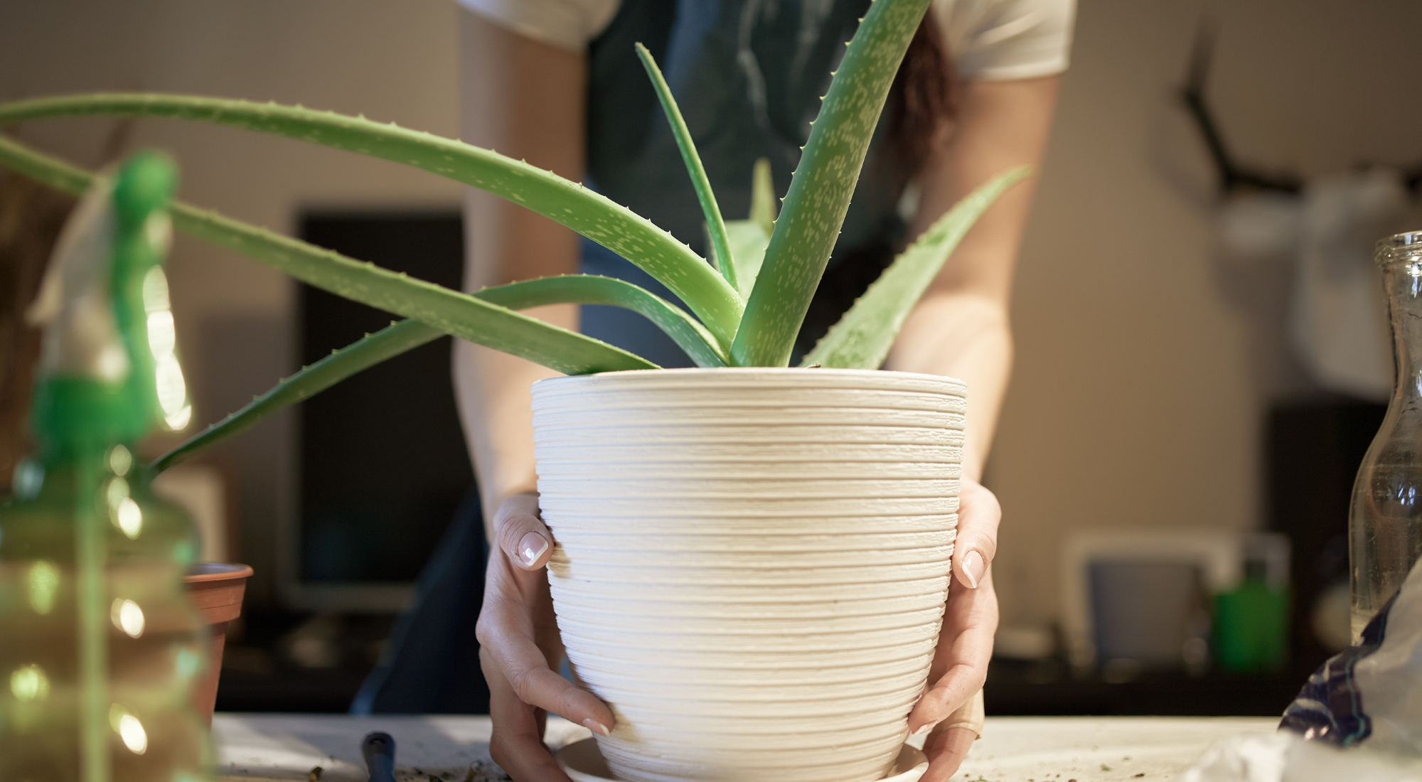 Aloe vera en maceta. Consejos prácticos