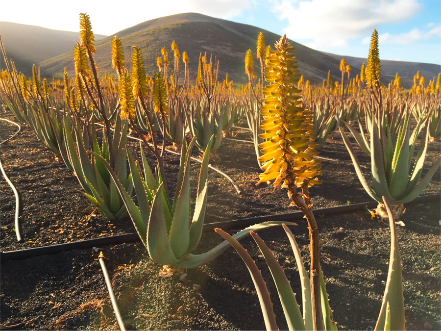 Aloe vera, a healthy plant