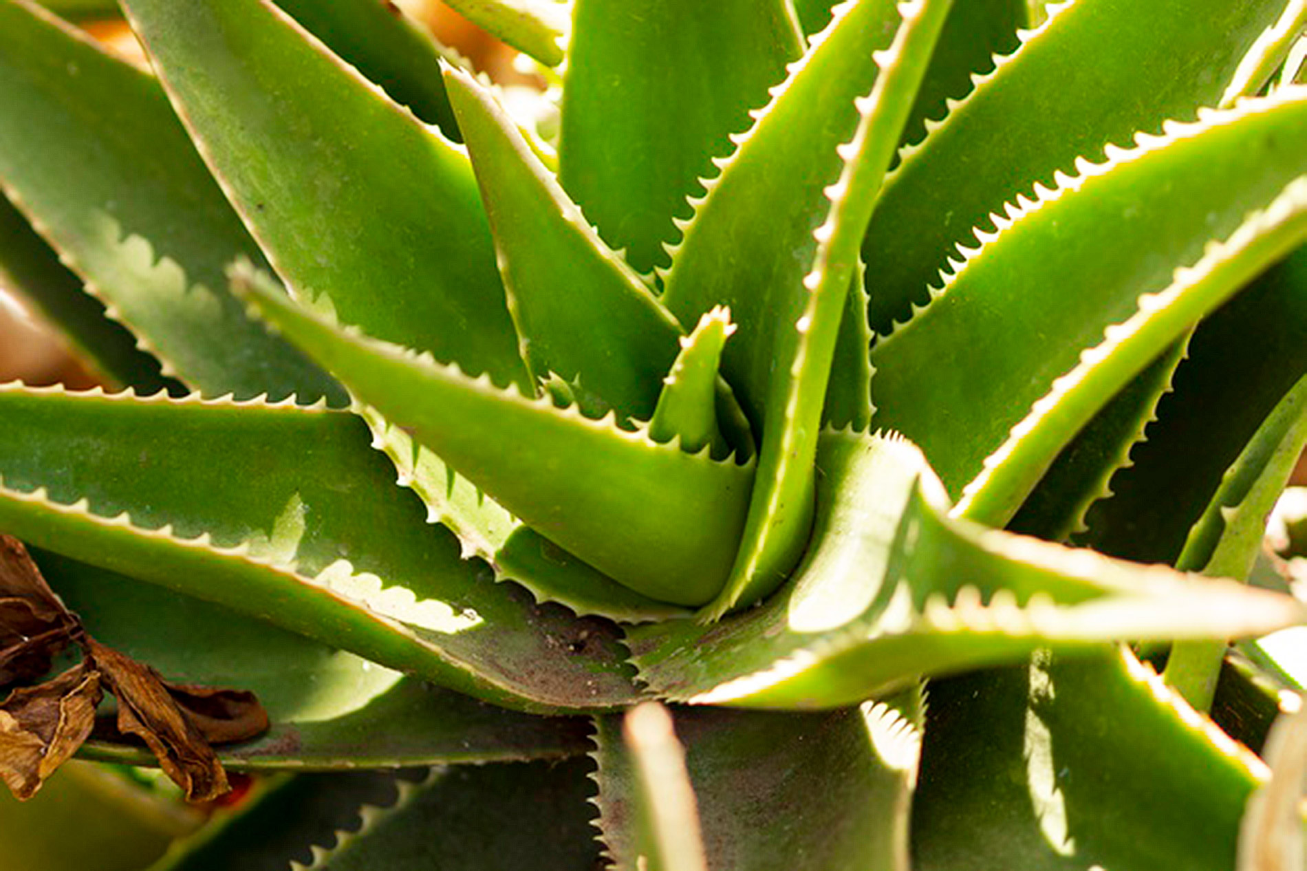 How many species of Aloe are there?