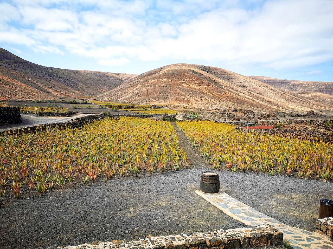 Lanzaloe and its commitment to the environment. Recycling and composting