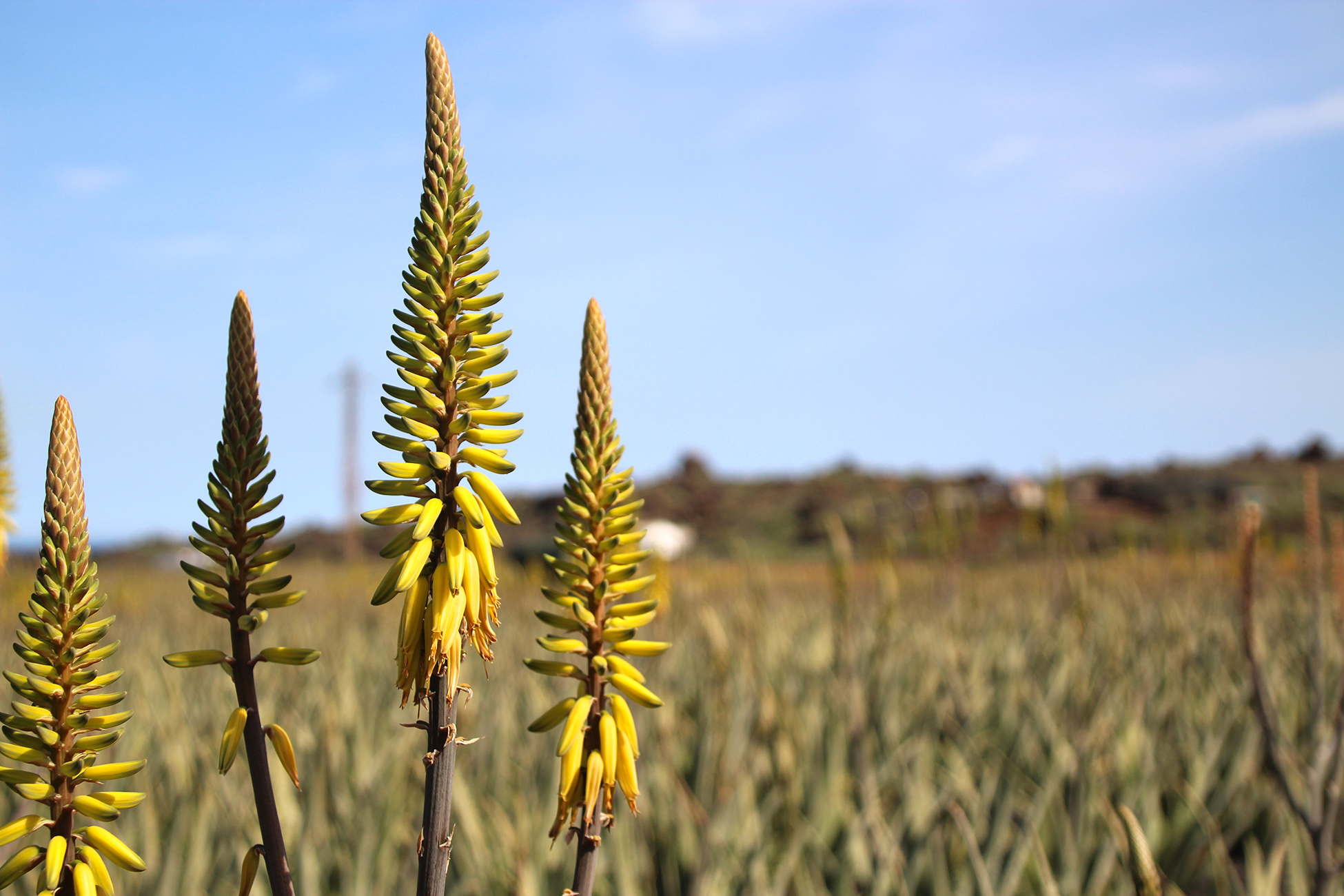 Lanzaloe Park, eine Oase für das Naturleben