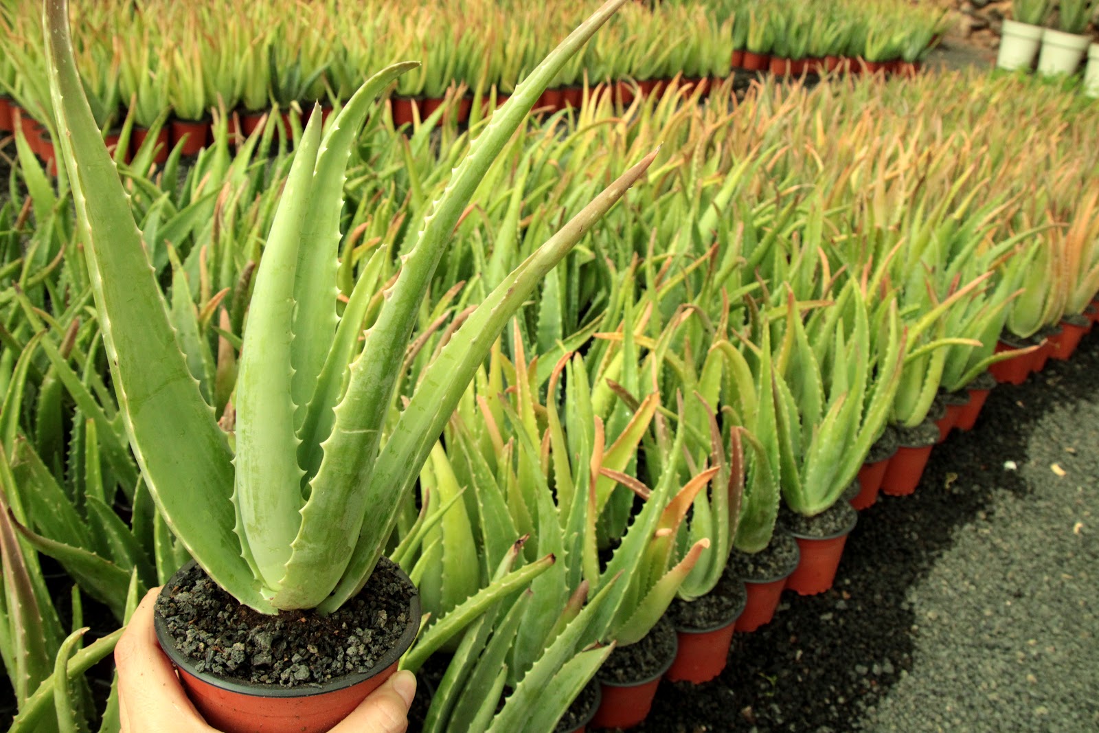 Wie pflege ich Aloe vera in Töpfen?