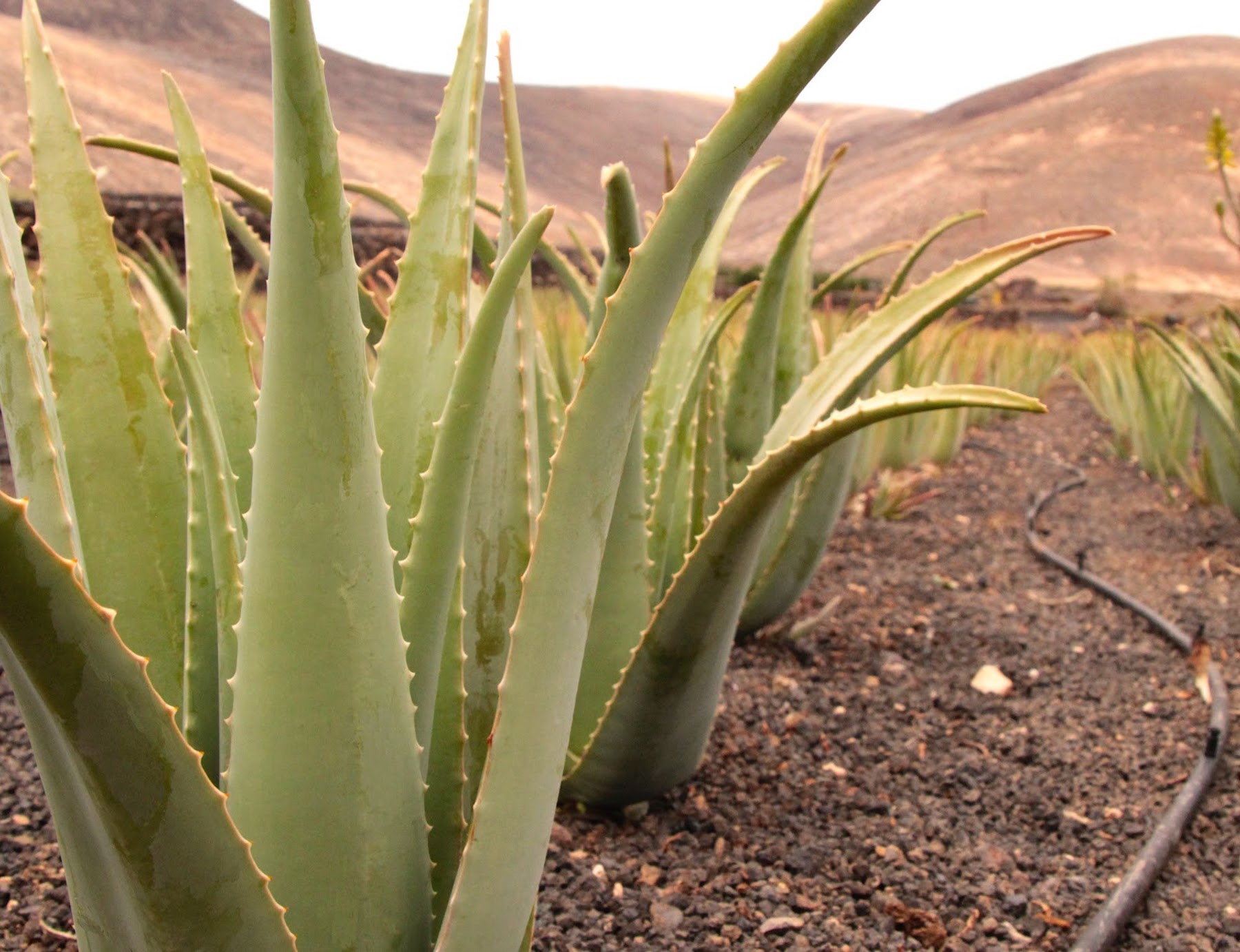 Aloe vera para la prevención del cáncer 