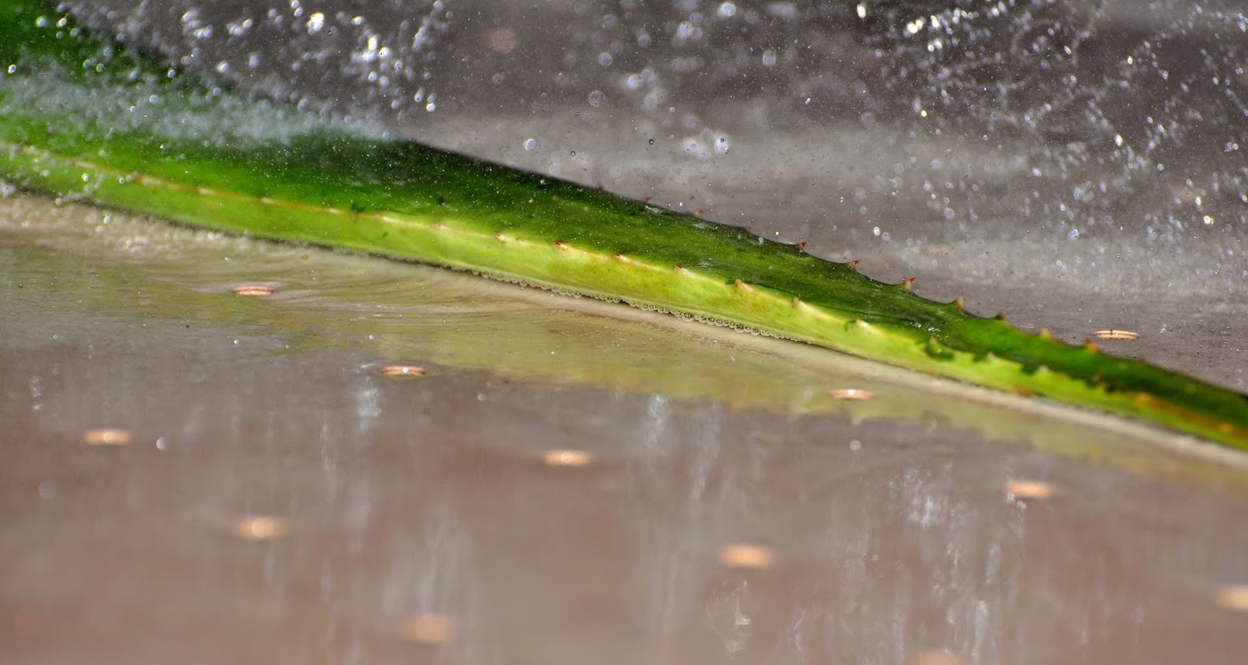 Extracción y estabilización en frío del jugo de Aloe vera