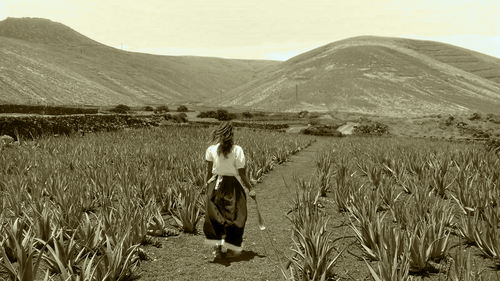 History of Aloe vera in the Canary Islands