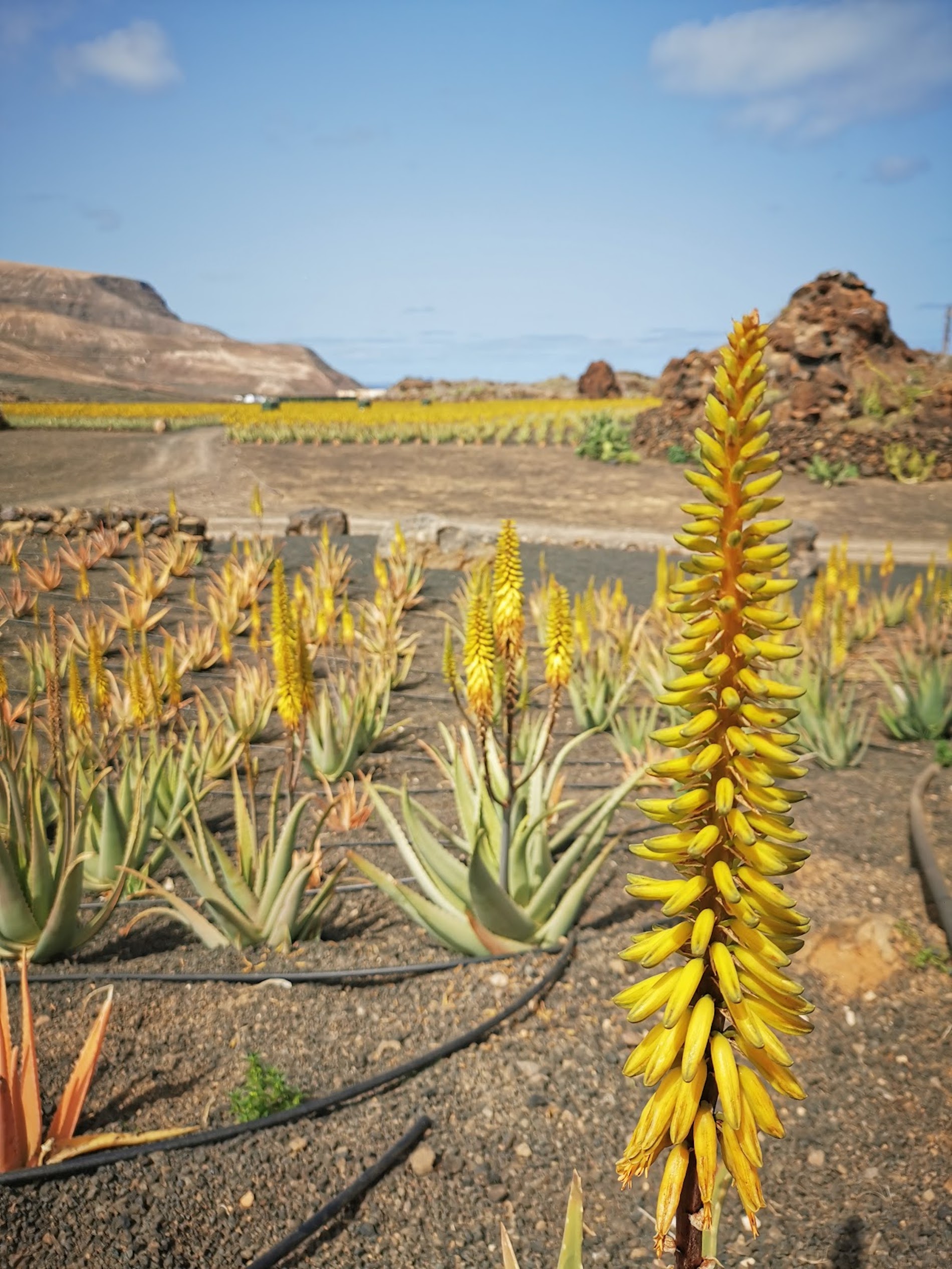 Fleur d'aloe vera