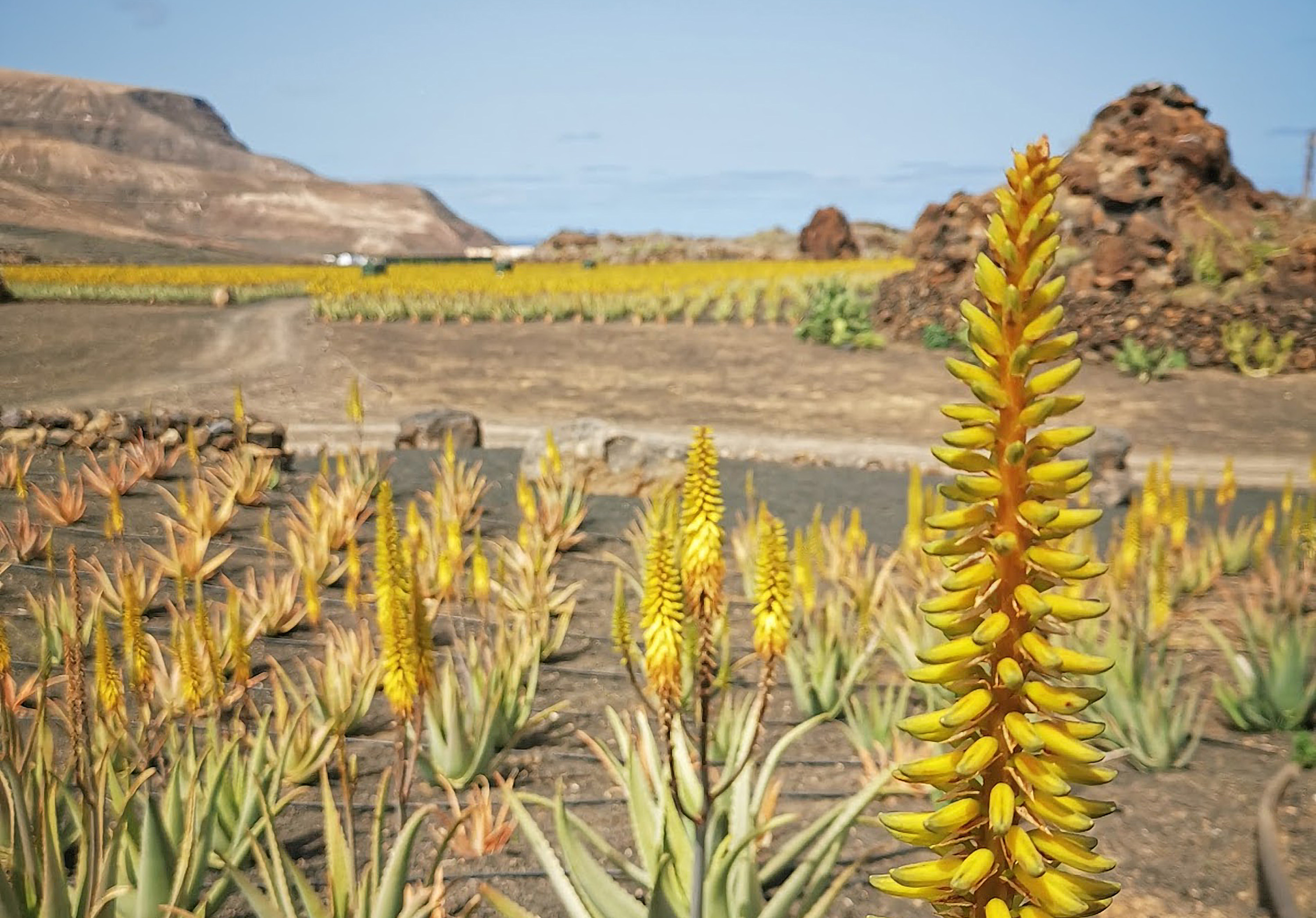 Flor de Aloe vera