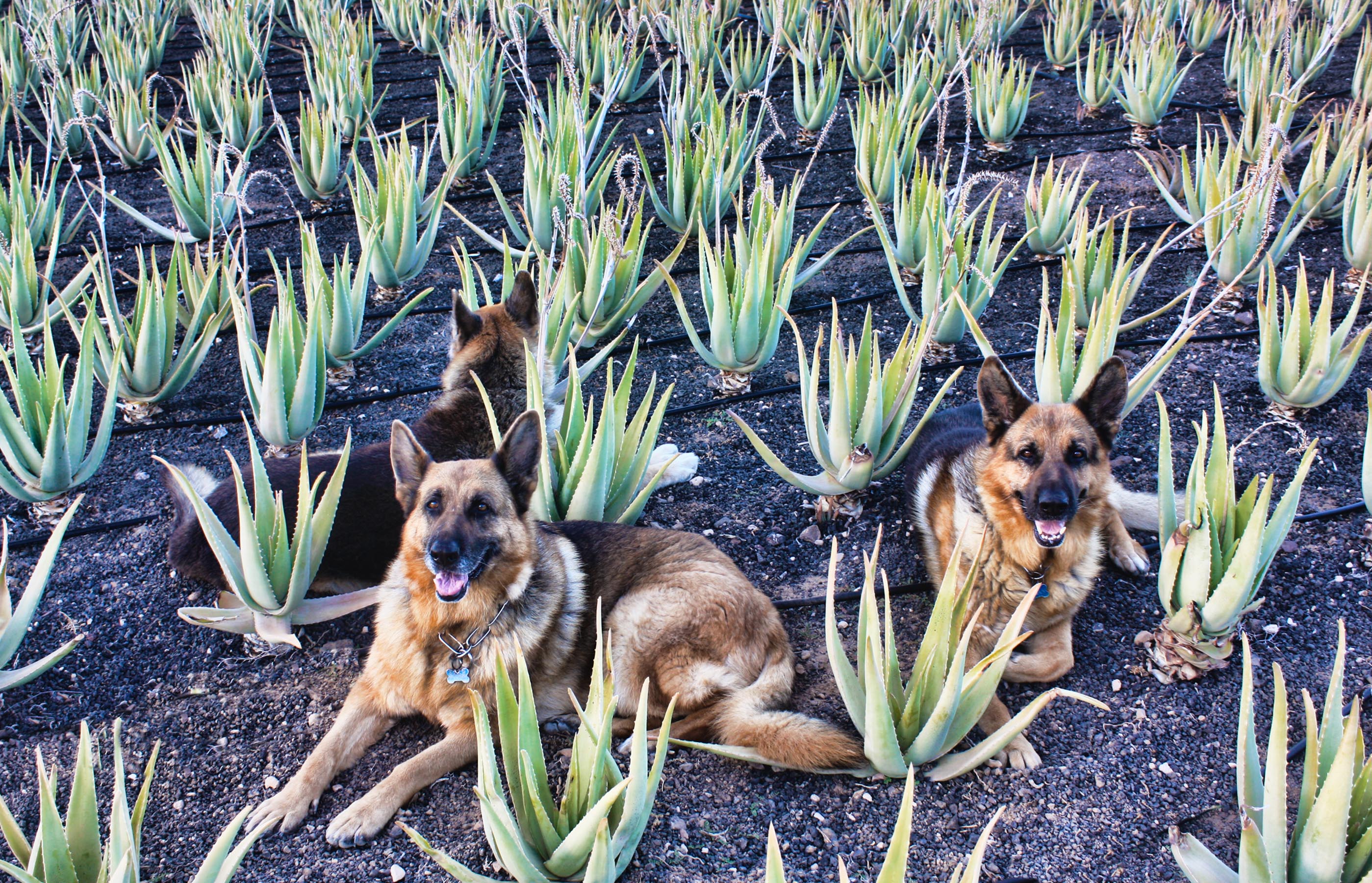 Aloe Vera para perros: un potenciador del sistema inmunológico