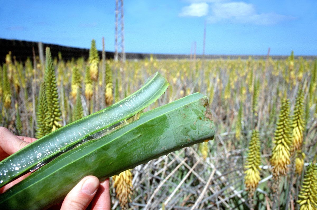 Der Betrug der Aloe Vera erreicht die 21 Millionen Euro