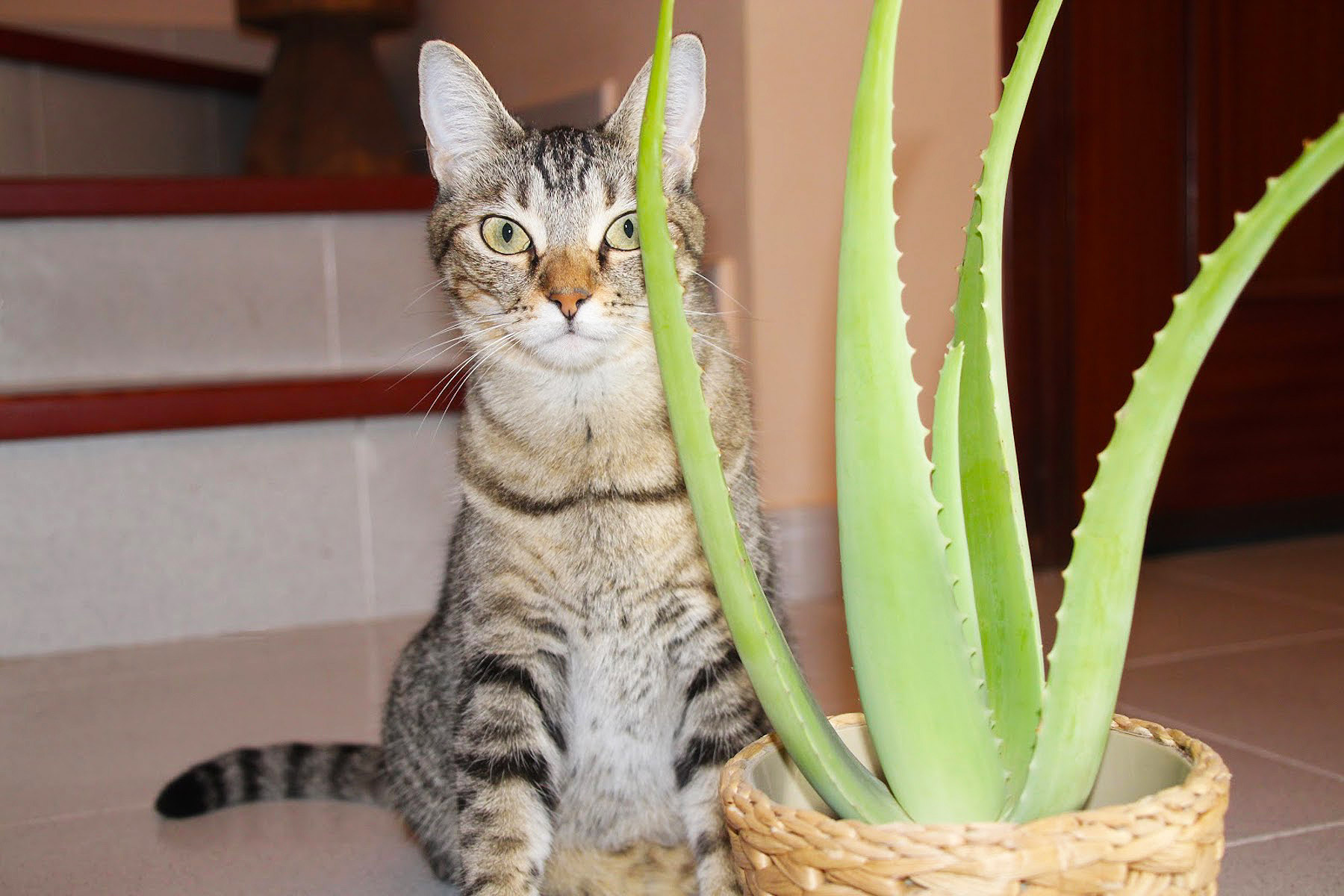 View of Aloe vera for cat skin