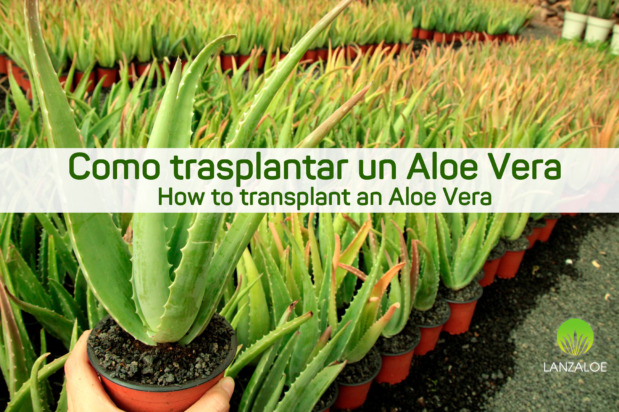Cómo trasplantar un Aloe vera
