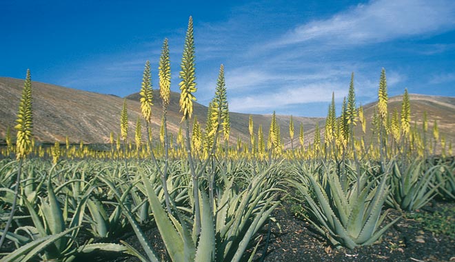 Finca Lanzaloe